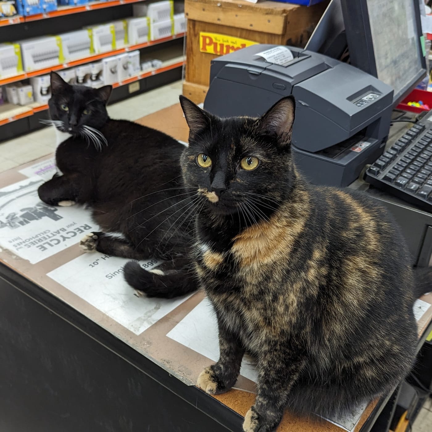 Almond (left) and Joy (right)